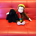 A Couple of Monkeys