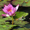 Lily and the Bullfrog