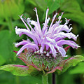 Wild Bergamot
