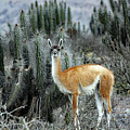 IN A CACTUS FIELD