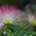 PINK PERSIAN
