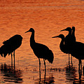 SANDHILLS IN THEIR GOLDEN HOURS