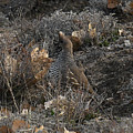 SCALED QUAIL