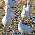 SNOW GOOSE AT BERNARDO